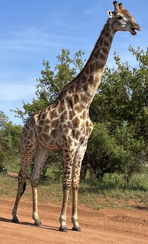 Joxilox Tours South Africa tweet media