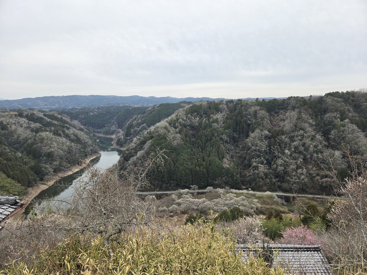 カティス tweet media