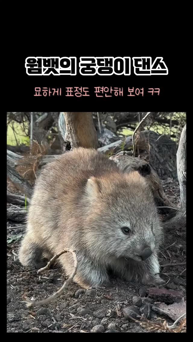 동물농장 tweet media