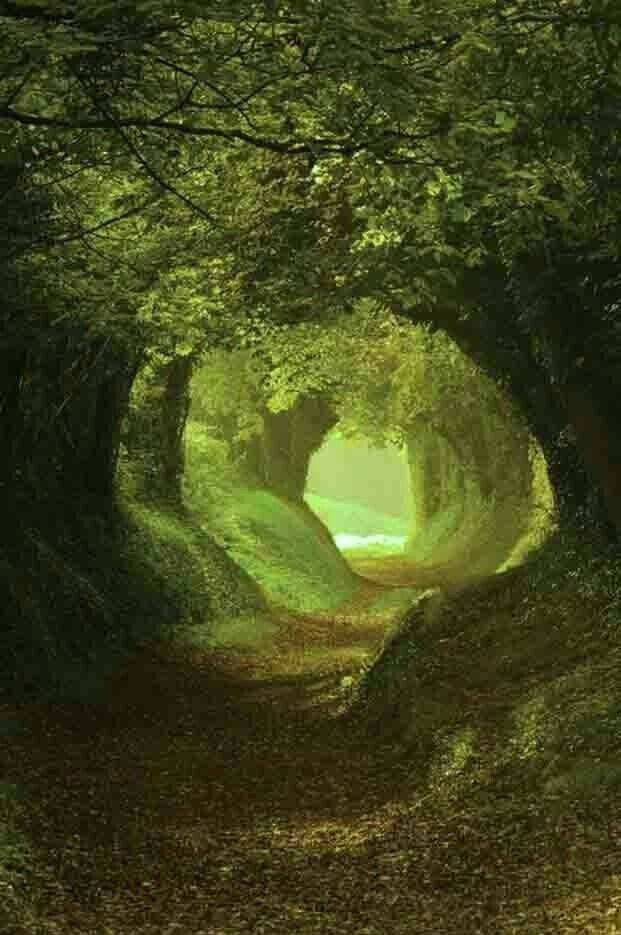 blossom. tweet media