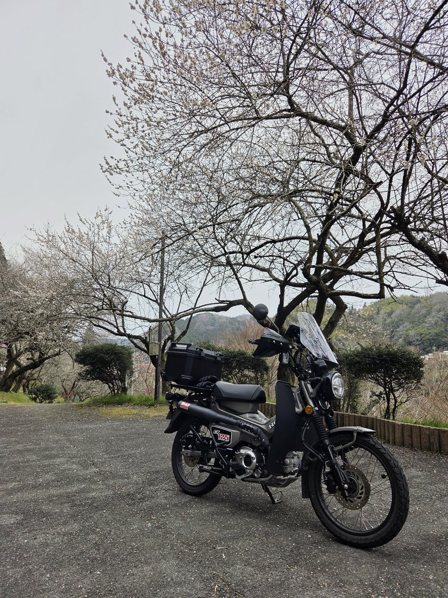 カティス tweet media