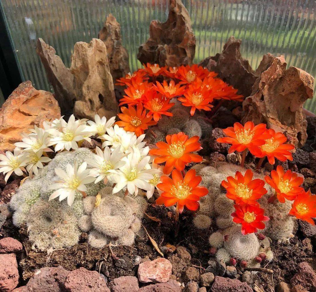 ana sofia longo tweet media