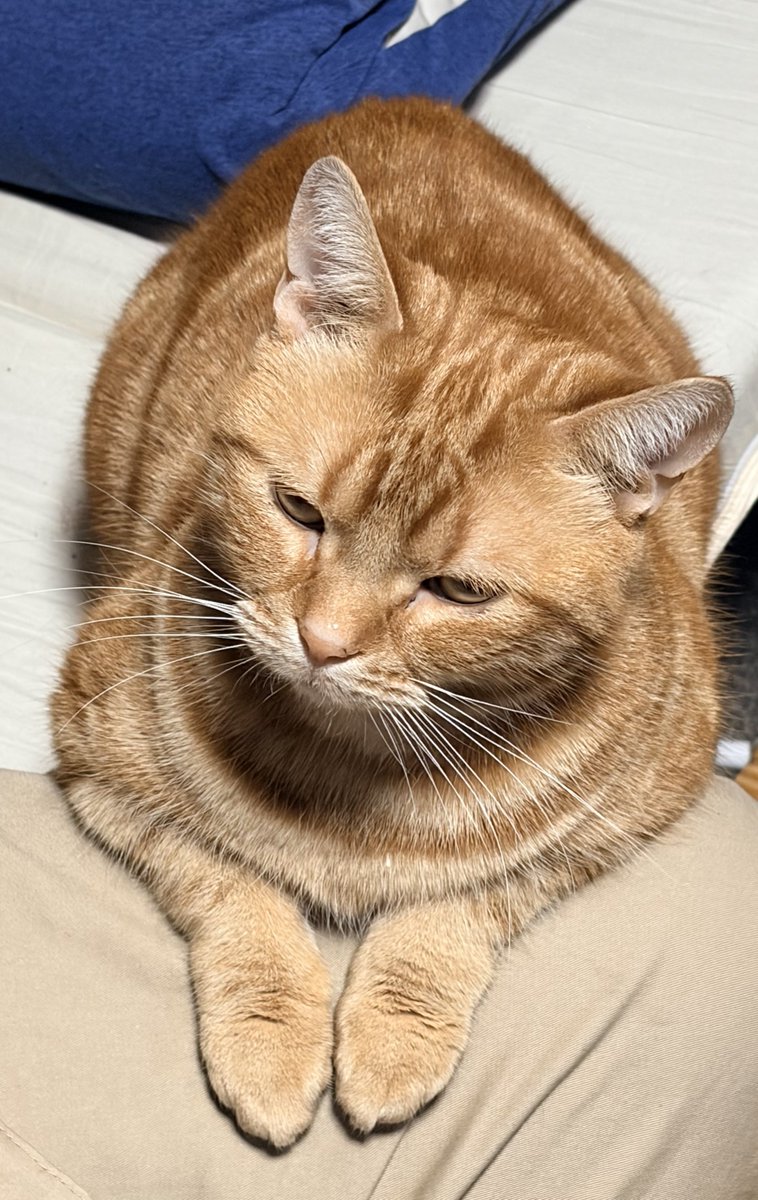 ねこちあ tweet media