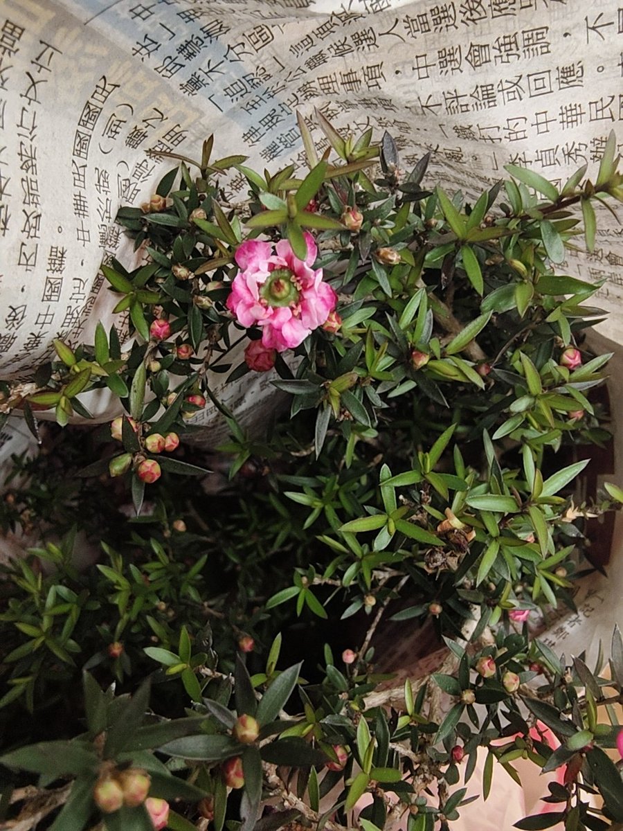 北極星🌟&風鈴草🍀 葉紫 tweet media