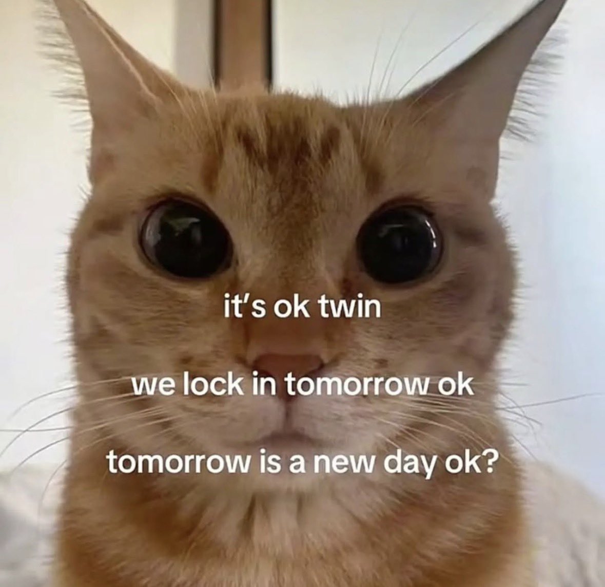 LiterallyMeCats tweet media