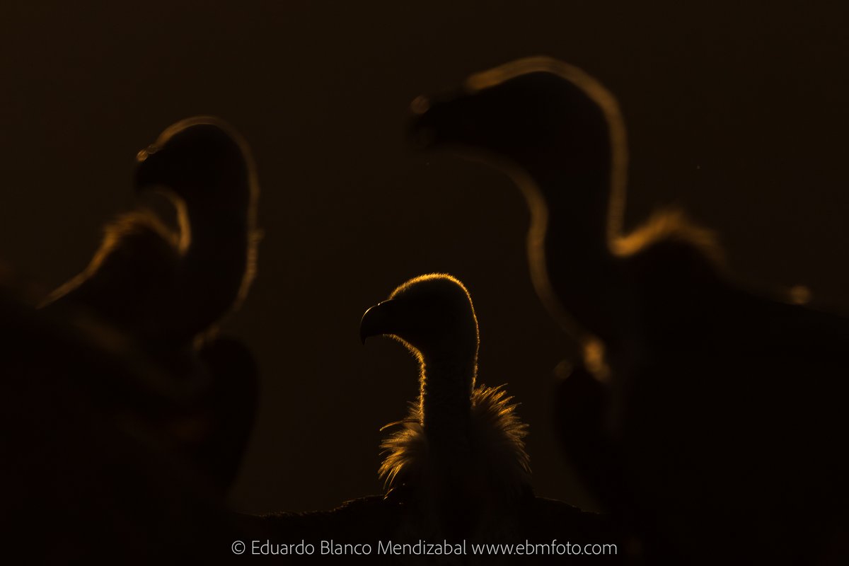 Eduardo Blanco Mendi tweet media