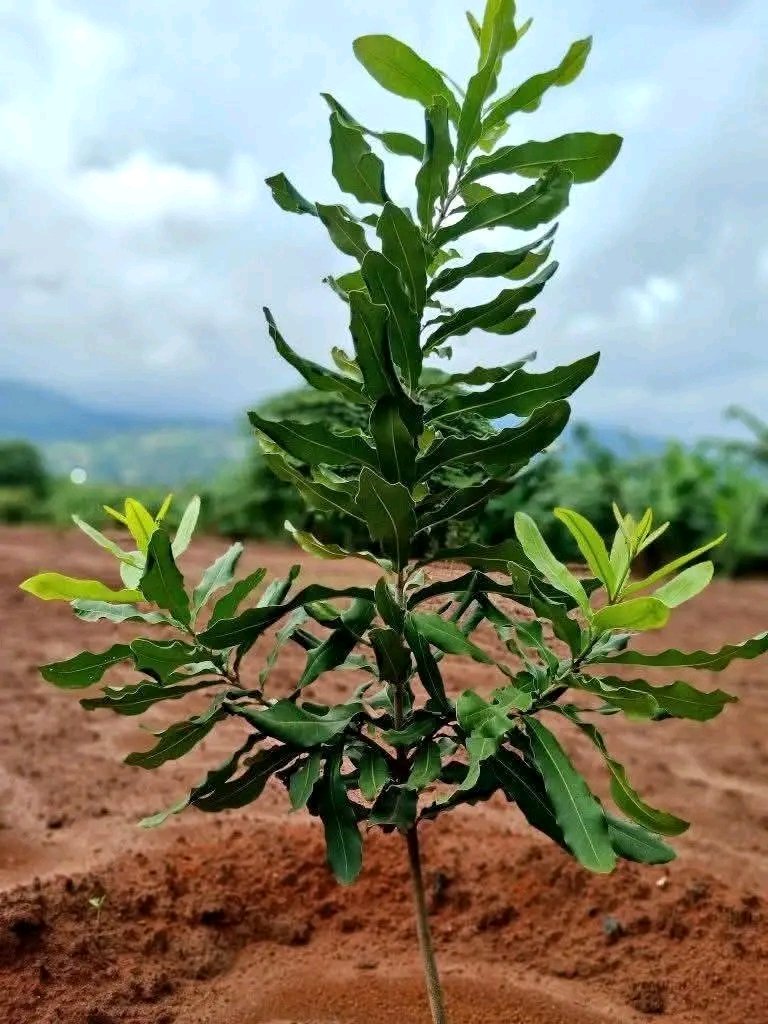 jules_tuyizere's tweet photo. Deforestation is silent—but its impacts are loud.
Choose conservation. Choose restoration. Choose the future 🌍
#InternationalDayOfForests
#Forestislife https://t.co/LjV0cca6kU