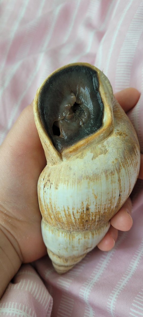 말랑팜🐌 tweet media