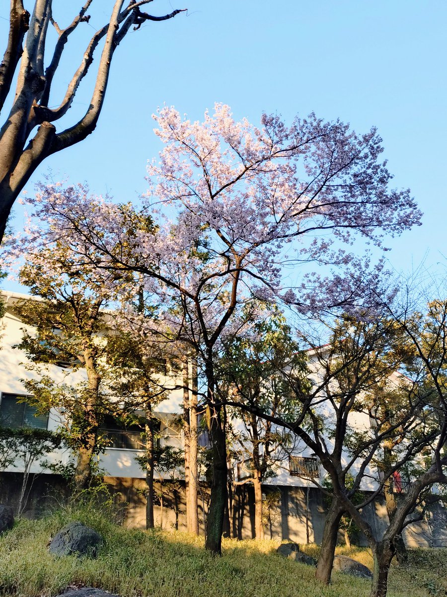 昨日は幕末史研究会の例会にて町田先生の「幕末政治と後期水戸学‐尊王志士と天狗党」を聴講。後期水戸学が幕末の日本に与えた影響について分かりやすく、且つ体系的に全体像が浮かび上がる様なご説明で、2時間があっという間に過ぎました。新宿歴史博物館のお庭の高遠桜も満開🌸