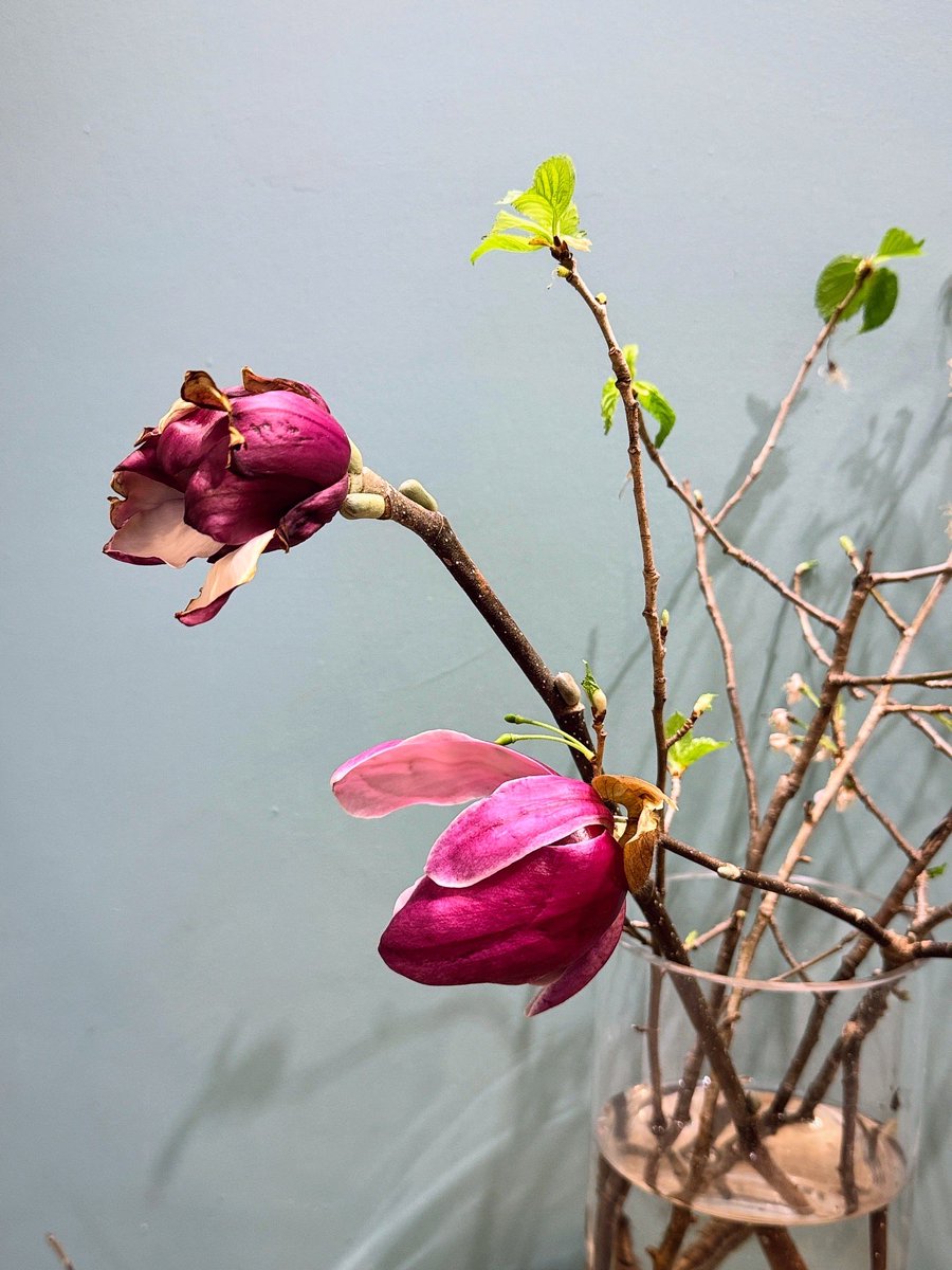 URESICA ウレシカ tweet media