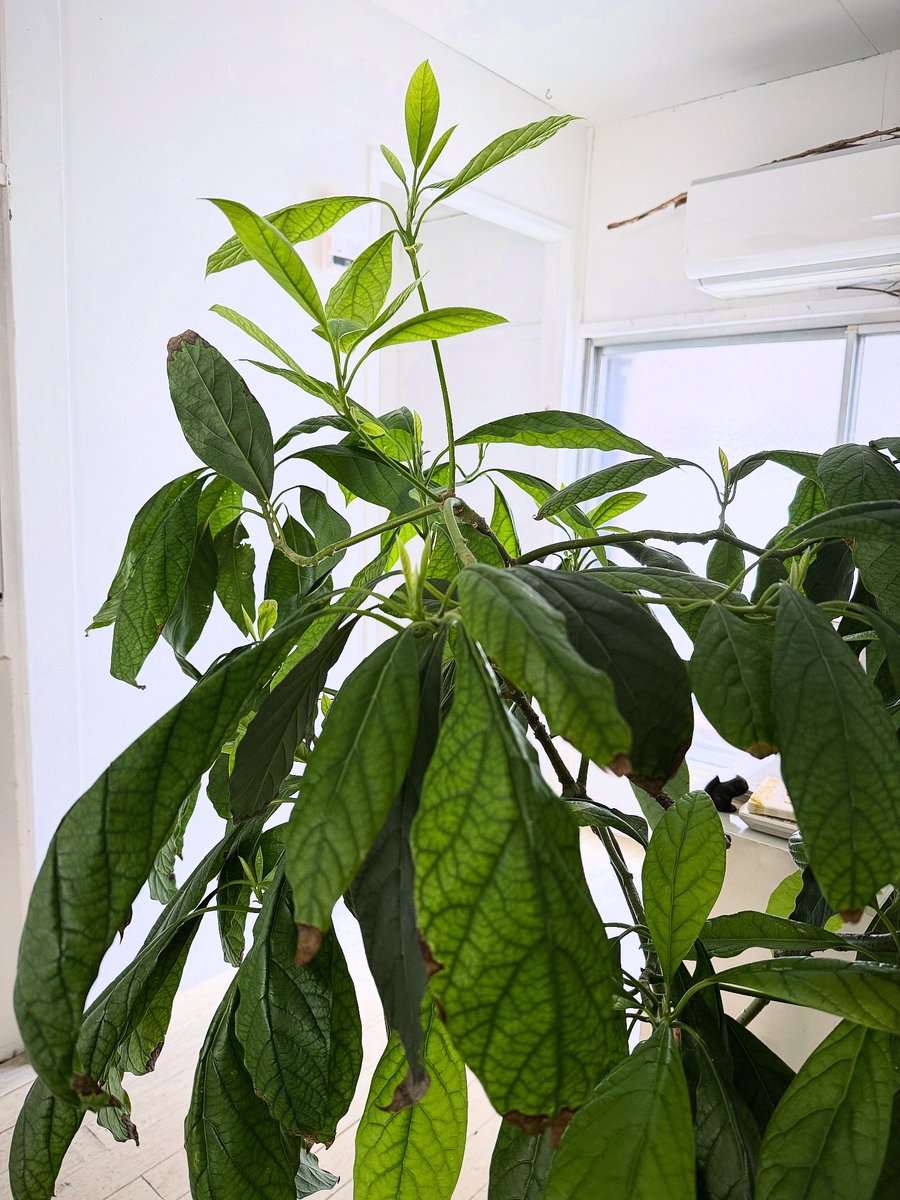 URESICA ウレシカ tweet media