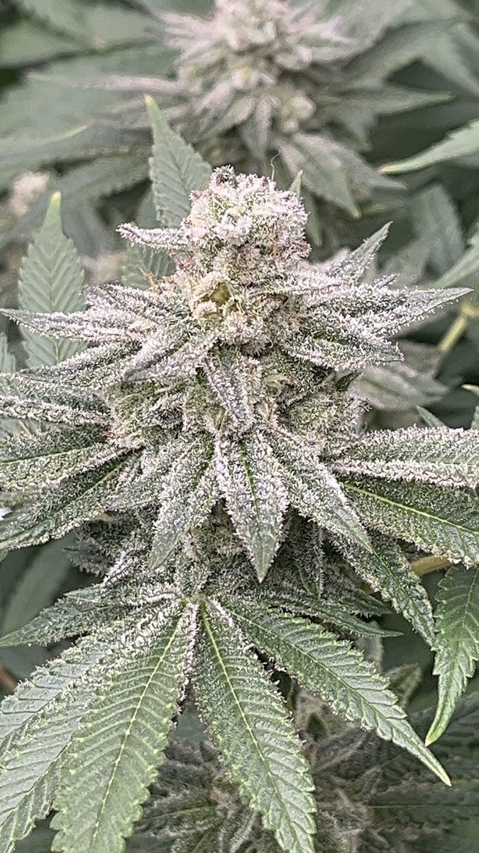 CajunDankMaster's tweet photo. 2 weeks left
#CajunStyleGenetics #CajunMagic #HatingAintHealthy
#CannabisGenetics #ExoticGenetics #PhenoHunt
#TopShelfOnly #PressureOnly #GasPack
#WeedTwitter #420Community #GrowYourOwn #mmembervill https://t.co/G0YiuUfwM7