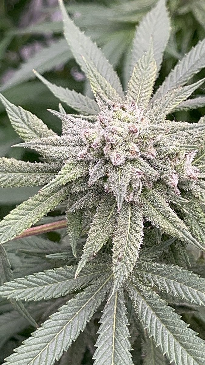 CajunDankMaster's tweet photo. 2 weeks left
#CajunStyleGenetics #CajunMagic #HatingAintHealthy
#CannabisGenetics #ExoticGenetics #PhenoHunt
#TopShelfOnly #PressureOnly #GasPack
#WeedTwitter #420Community #GrowYourOwn #mmembervill https://t.co/G0YiuUfwM7