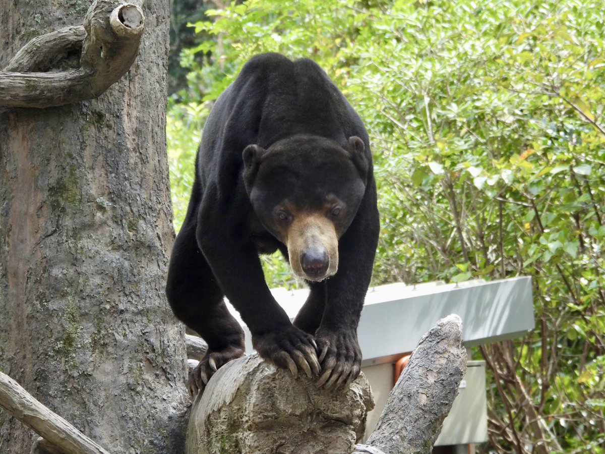 福岡市動物園 tweet media