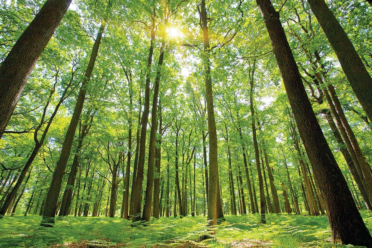 jules_tuyizere's tweet photo. Healthy forests = healthy lives.
They clean our air, regulate rainfall, and sustain ecosystems.
Invest in forests, invest in life 🌳 #InternationalDayOfForests
#Forestislife https://t.co/9q6CNDa1Dv