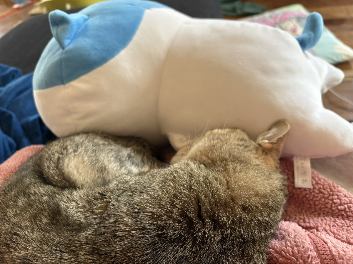 寝猫（ねねこ）sleeping cat tweet media