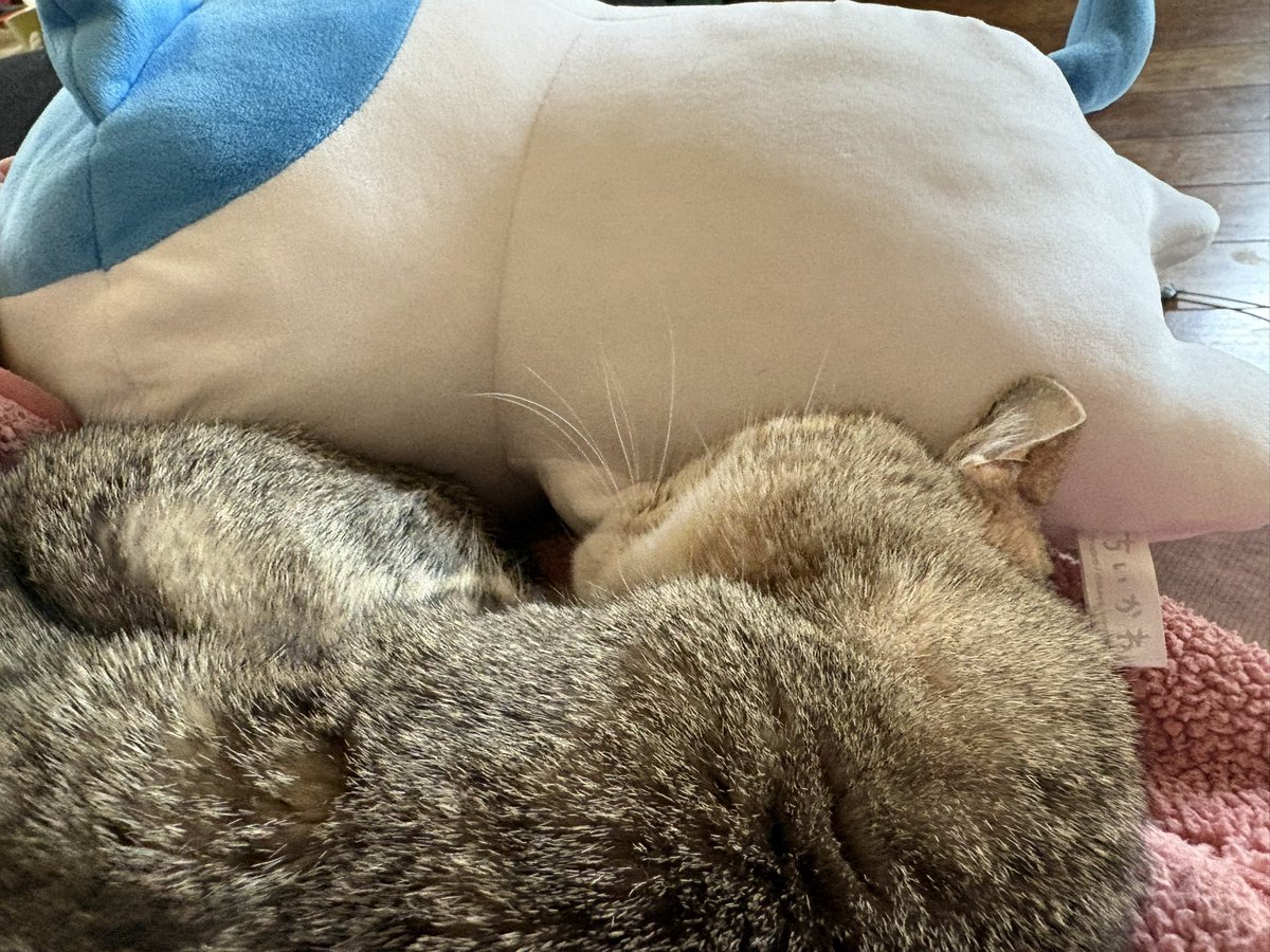 寝猫（ねねこ）sleeping cat tweet media