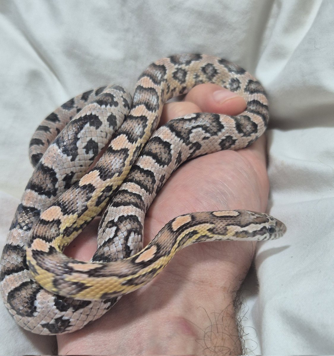 Roy Basch tweet media