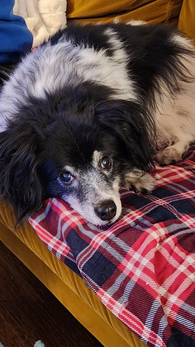 ๐ฉ๐๐๐๐๐ง๐๐จ๐๐๐ก๐๐ฎ tweet media