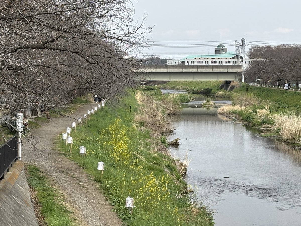 2021wata3's tweet photo. ちょこちょこと桜🌸が咲き始め���菜の花も川辺に咲いてきました。花が咲き始め、河原で楽しむ人の姿も増えて、改めて春の訪れを感じた☺️昨年もそうですがコスプレイヤーが多い。
また訪れるのが楽しみ😊

#人生 #観念の法則 #渡辺貴史 #生き方 #自分時間 #時間 #あなたらしく #春 #桜 #菜の花 #楽しみ https://t.co/ZgW7cLSDSd