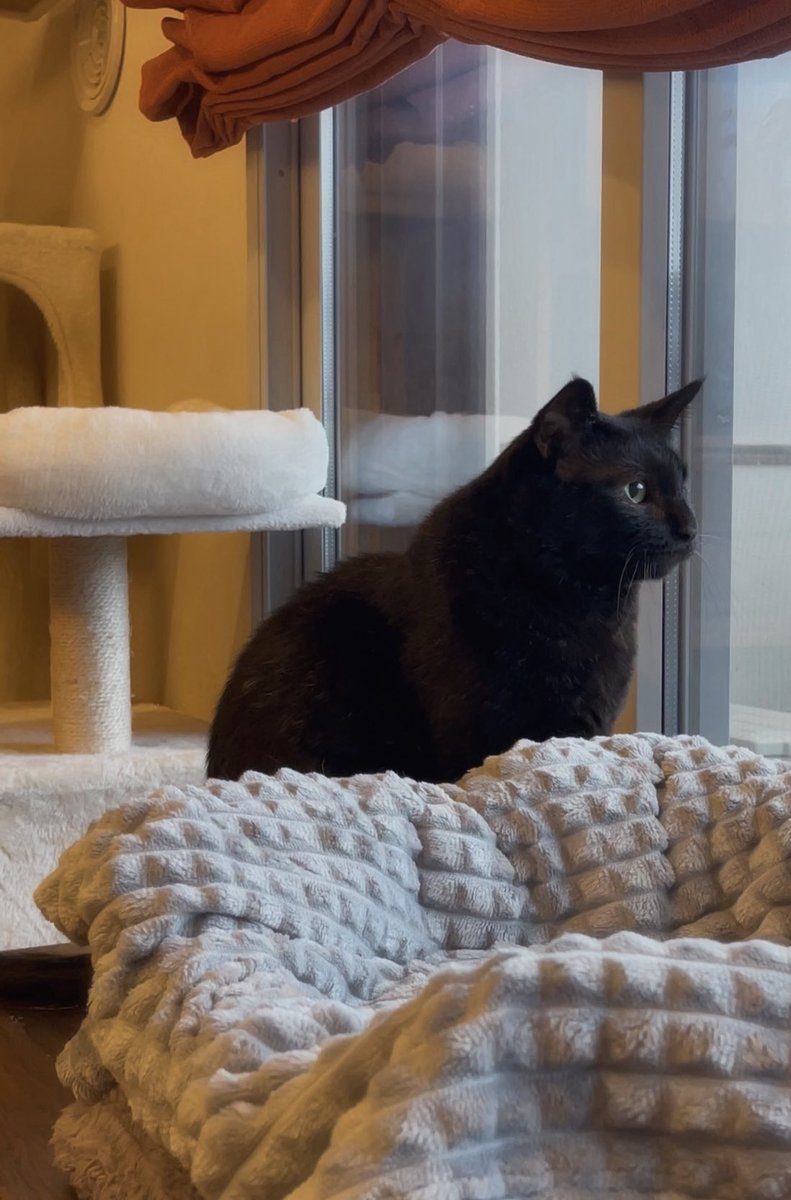 青木瞳༗ Hitomi Aoki tweet media