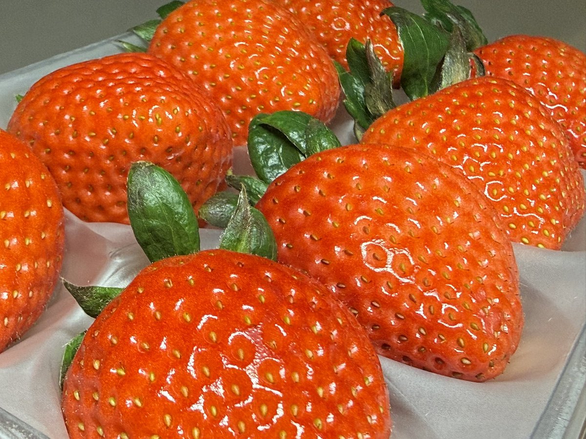 青髪のテツ🪼八百屋歴15年 tweet media