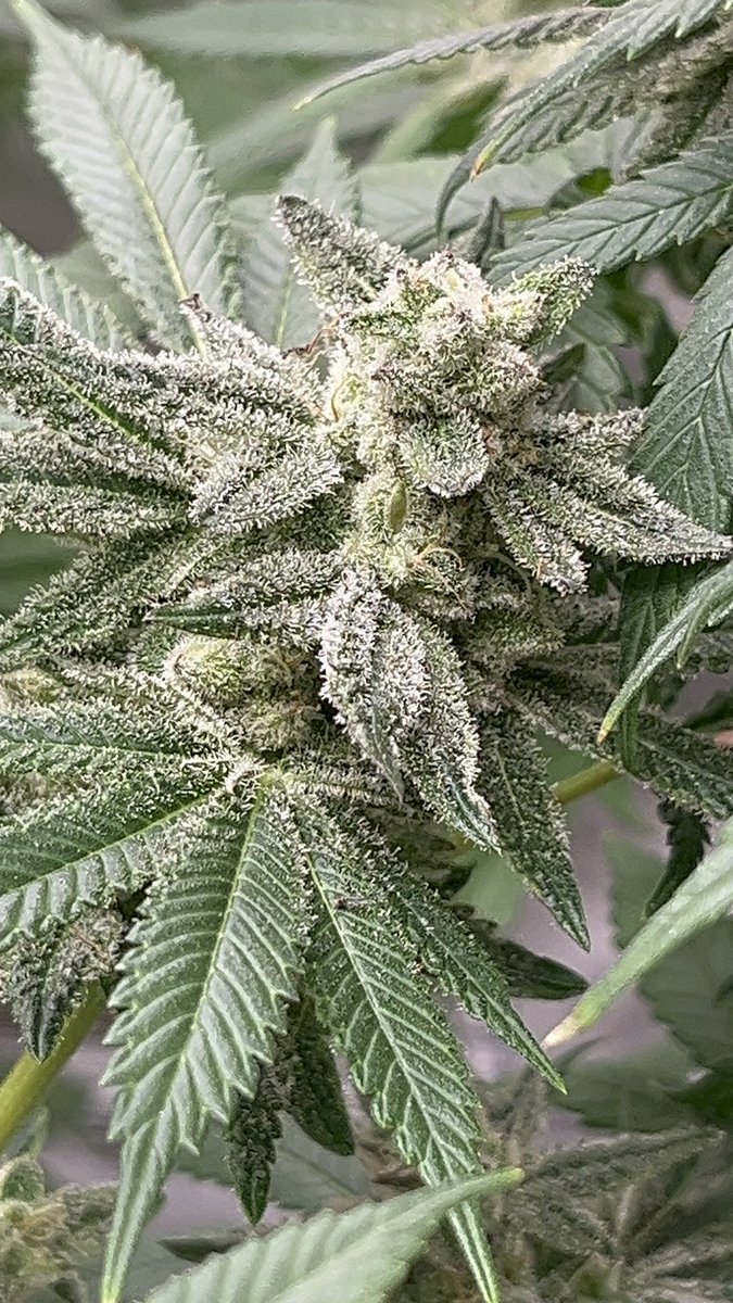 CajunDankMaster's tweet photo. #CajunStyleGenetics #CajunMagic #HatingAintHealthy
#CannabisGenetics #ExoticGenetics #PhenoHunt
#TopShelfOnly #PressureOnly #GasPack
#WeedTwitter #420Community #GrowYourOwn #mmemberville https://t.co/RowFx9uMXz