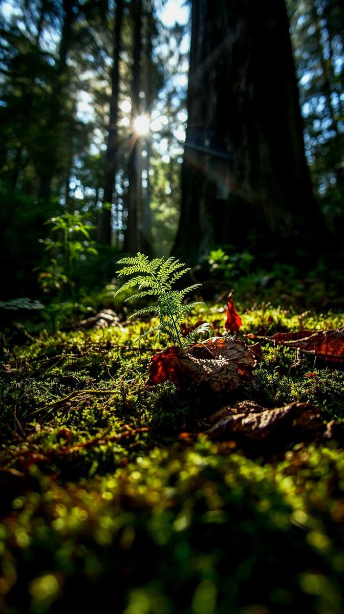 JulieParker144's tweet image. 2 Timothy 2:1 Thou therefore, my son, be strong in the grace that is in Christ Jesus.   

2) And the things that thou hast heard of me among many witnesses, the same commit thou to faithful men, who shall be able to #teach others also.

3 Thou therefore endure hardness, as a