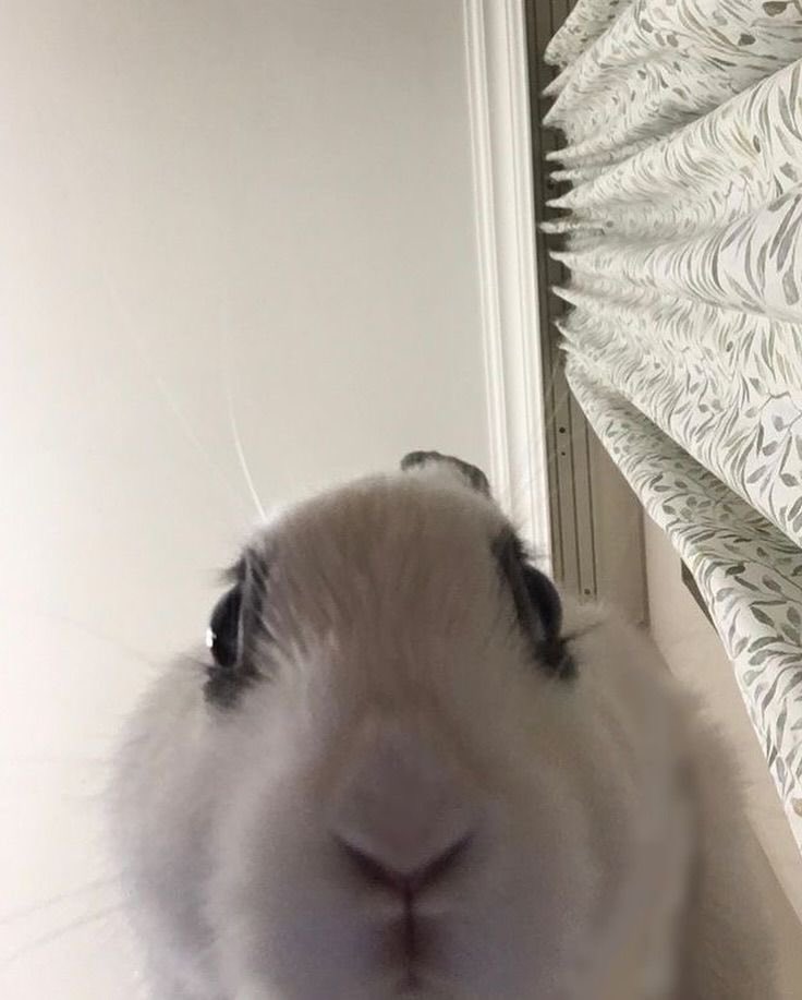 cameron winter bunny tweet media