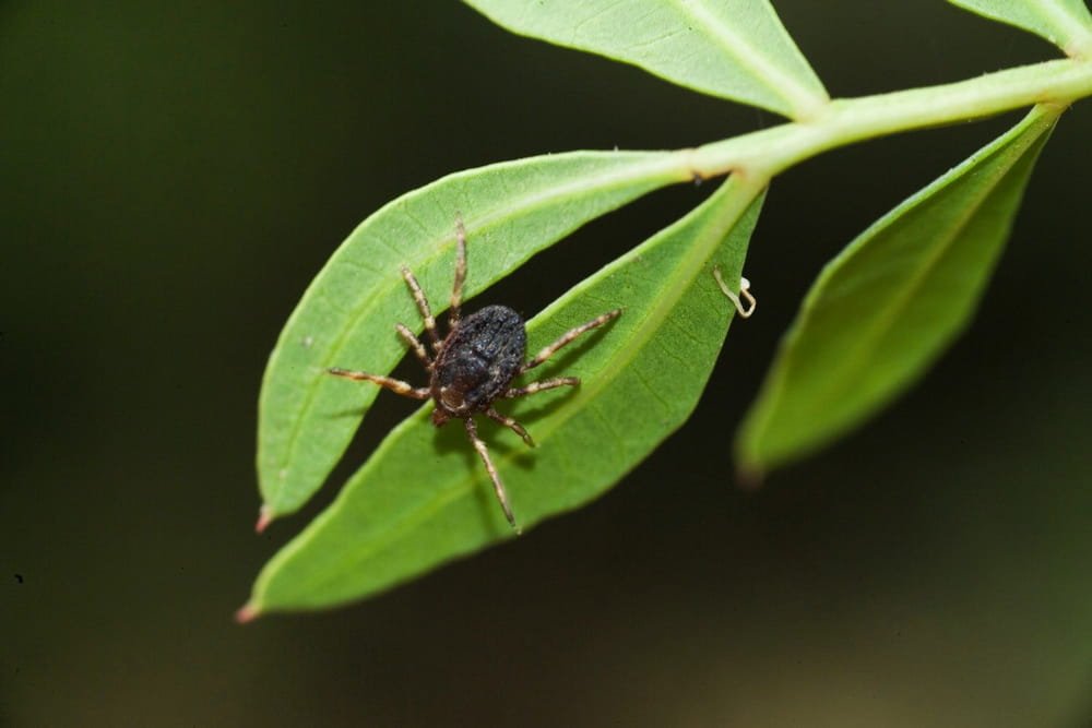 Comment Ça Marche tweet media
