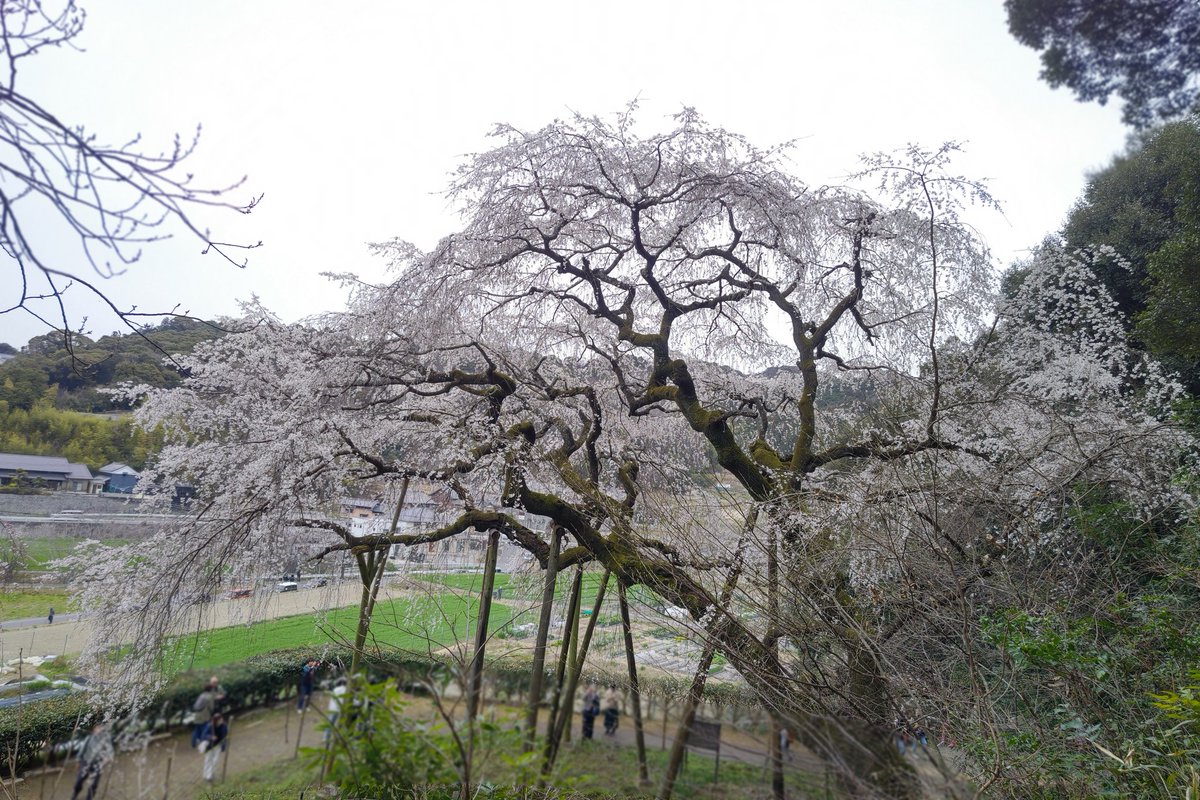 ☆彡MAKI tweet media