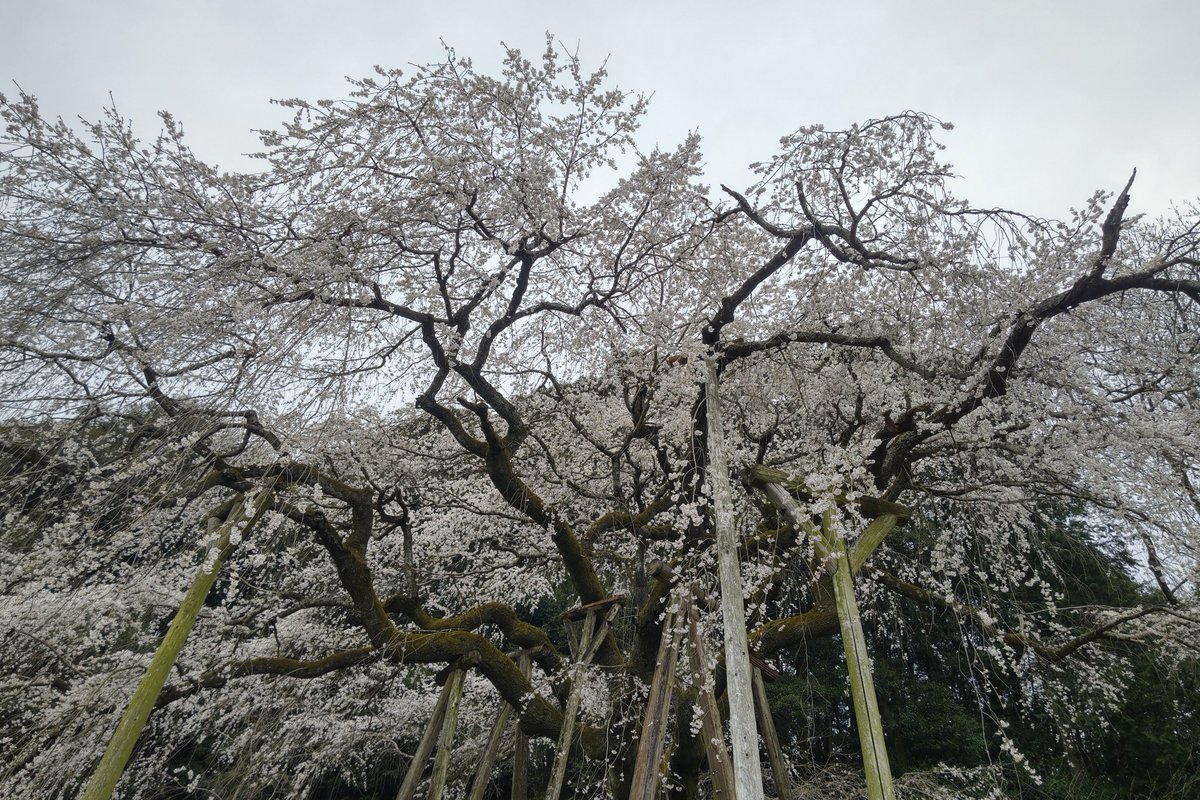 ☆彡MAKI tweet media