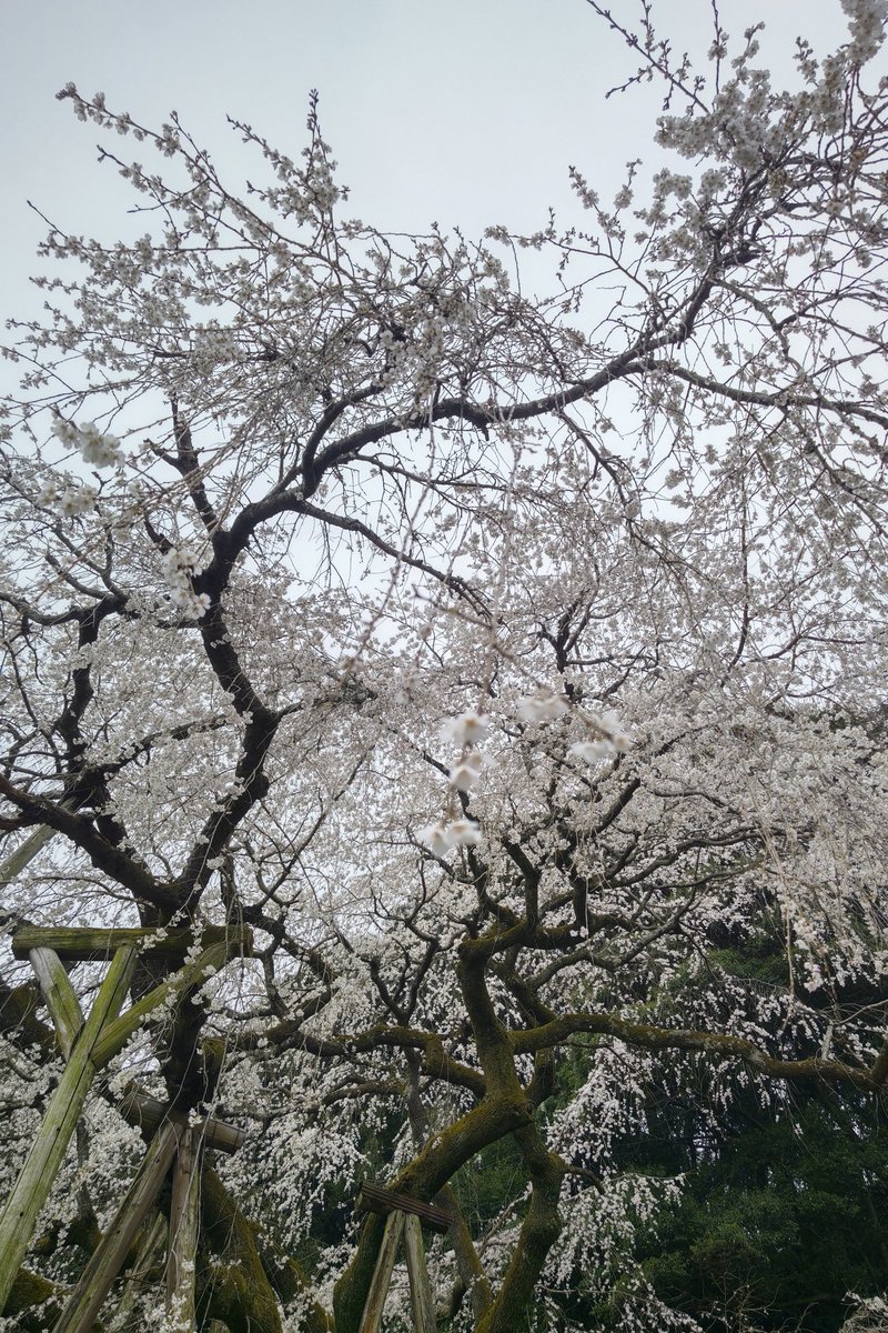 ☆彡MAKI tweet media