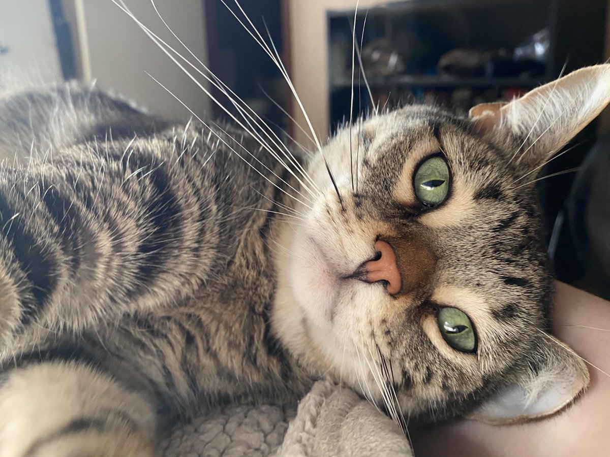 𝕭𝖗𝖚𝖉𝖎 𝕮𝖆𝖗𝖗𝖊𝖑𝖑 🍺 tweet media