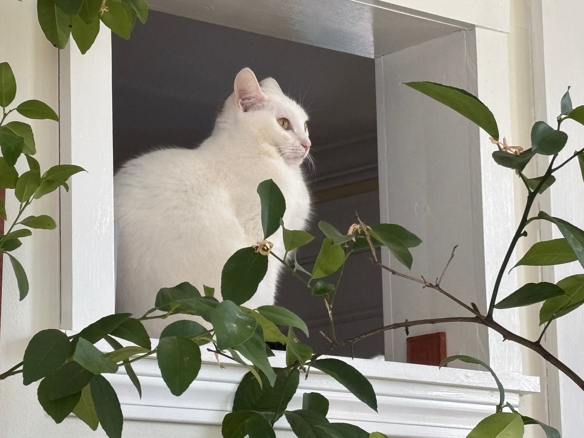 Nick A 🇨🇭🇺🇸 tweet media