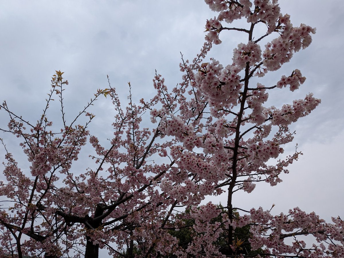 もう桜が咲いてるねえ