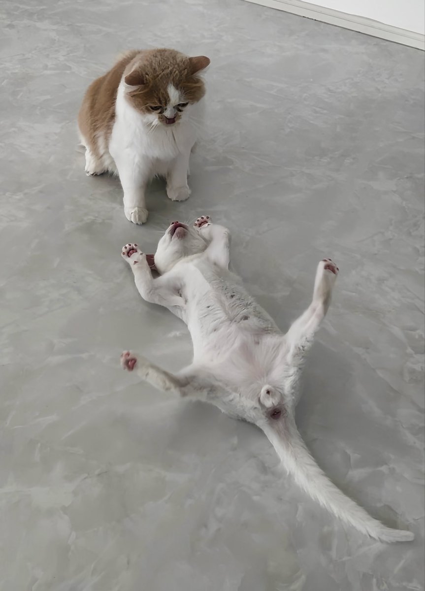 うちの猫も見てよ