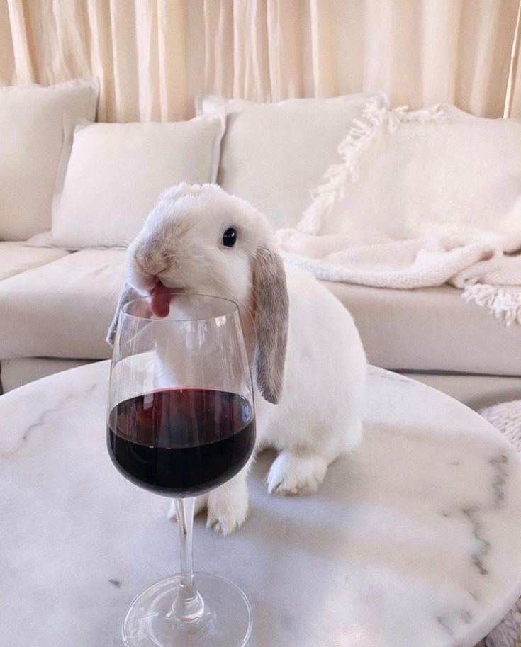 cameron winter bunny tweet media