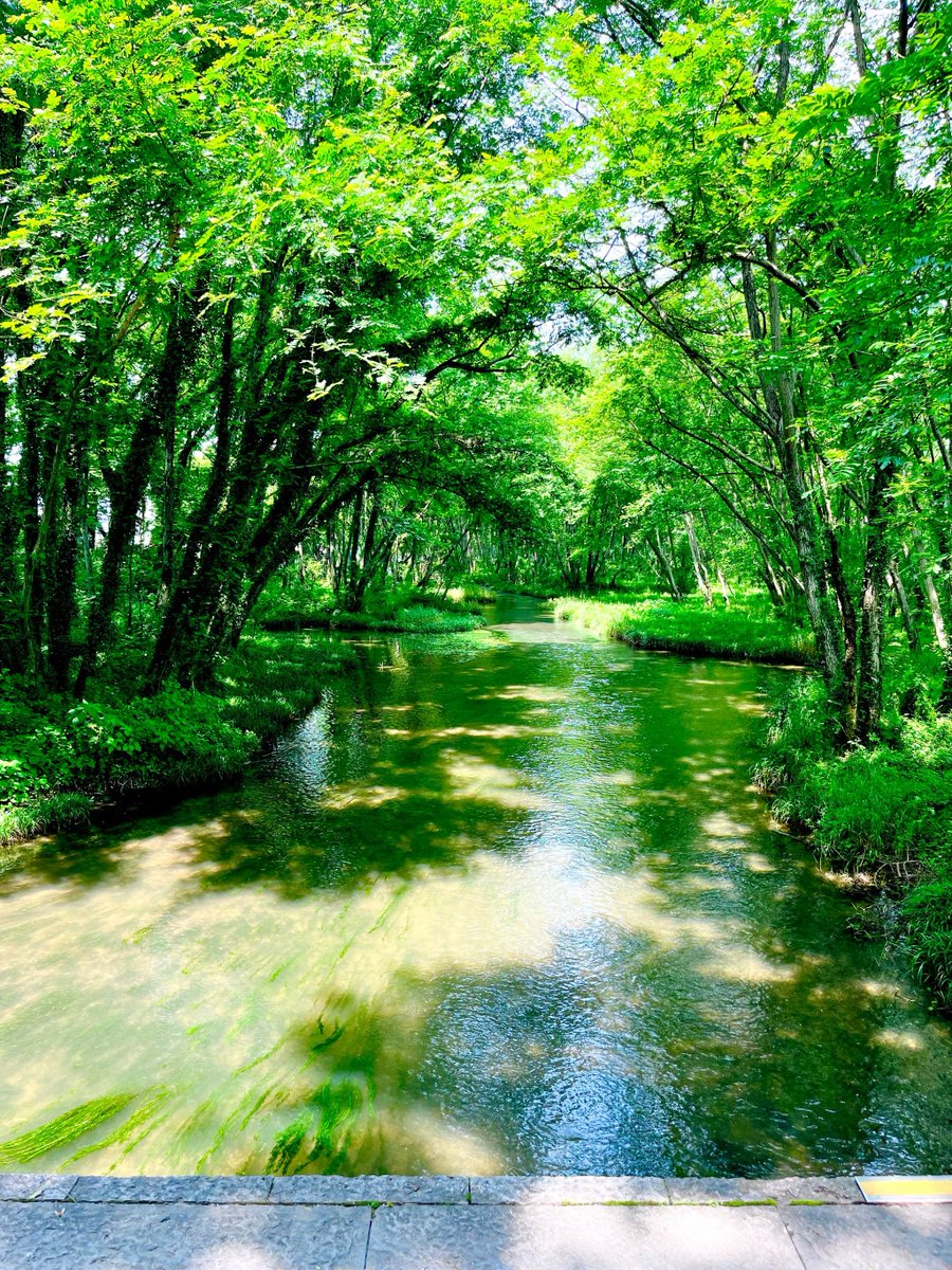 ALERT REY tweet media