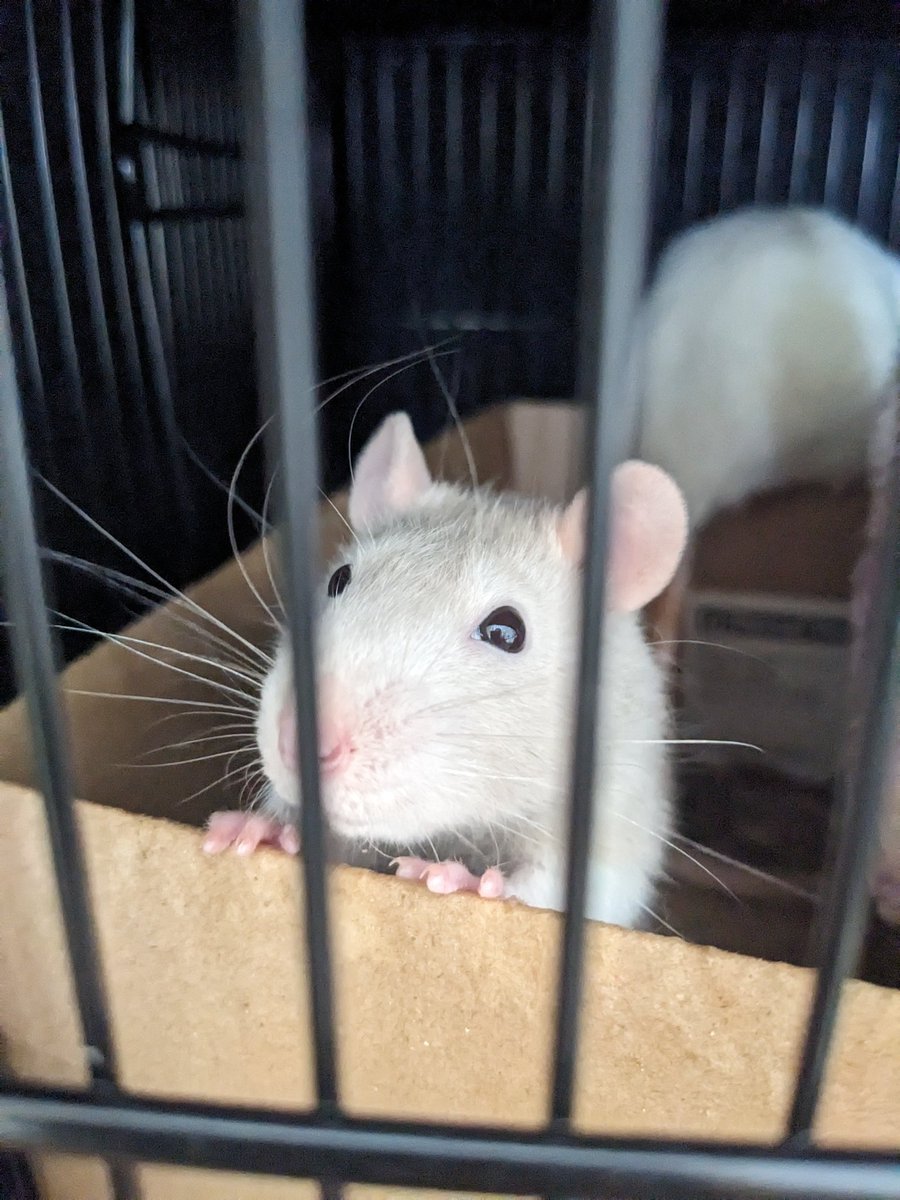 mios casio (watches) tweet media