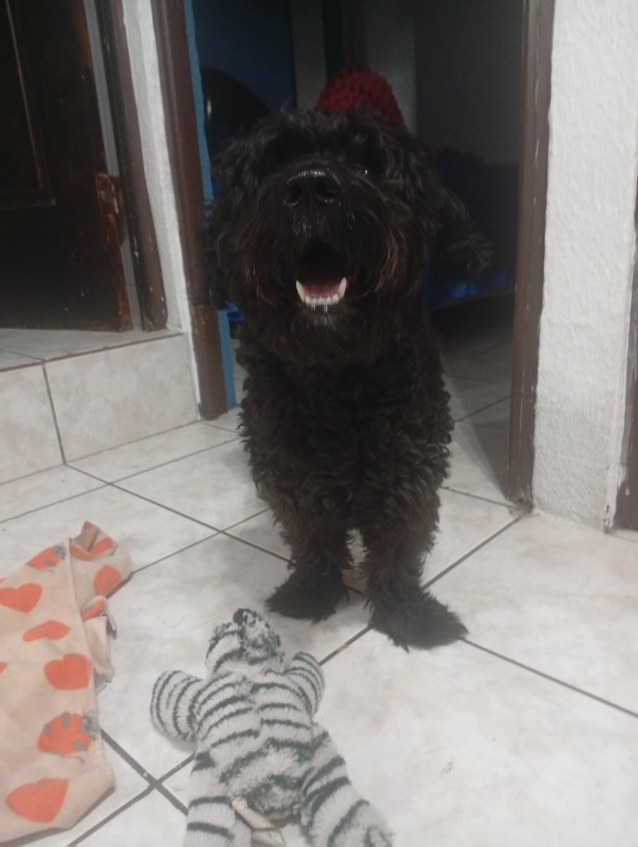 Alexander Arias tweet media