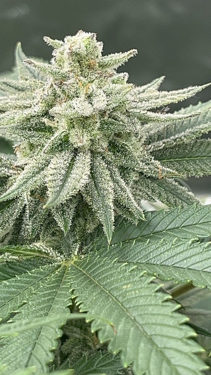 CajunDankMaster's tweet photo. Same pheno. Same seeds. ๐งฌ๐ฅ
You not chasing thisโฆ you growing THIS.
Limited drop coming soon โณ
Donโt miss your shot at real pressure.
Cajun Style Genetics
Hating ainโt healthy.
#LimitedDrop #SeedDrop #ExclusiveGenetics #TopShelfOnly #GasPack #420Community #WeedTwitter #mmemberville