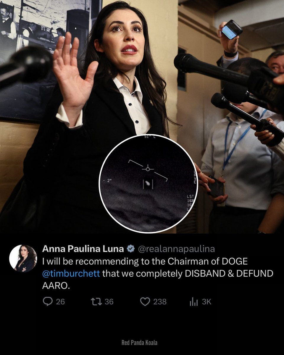 Red Panda Koala tweet media