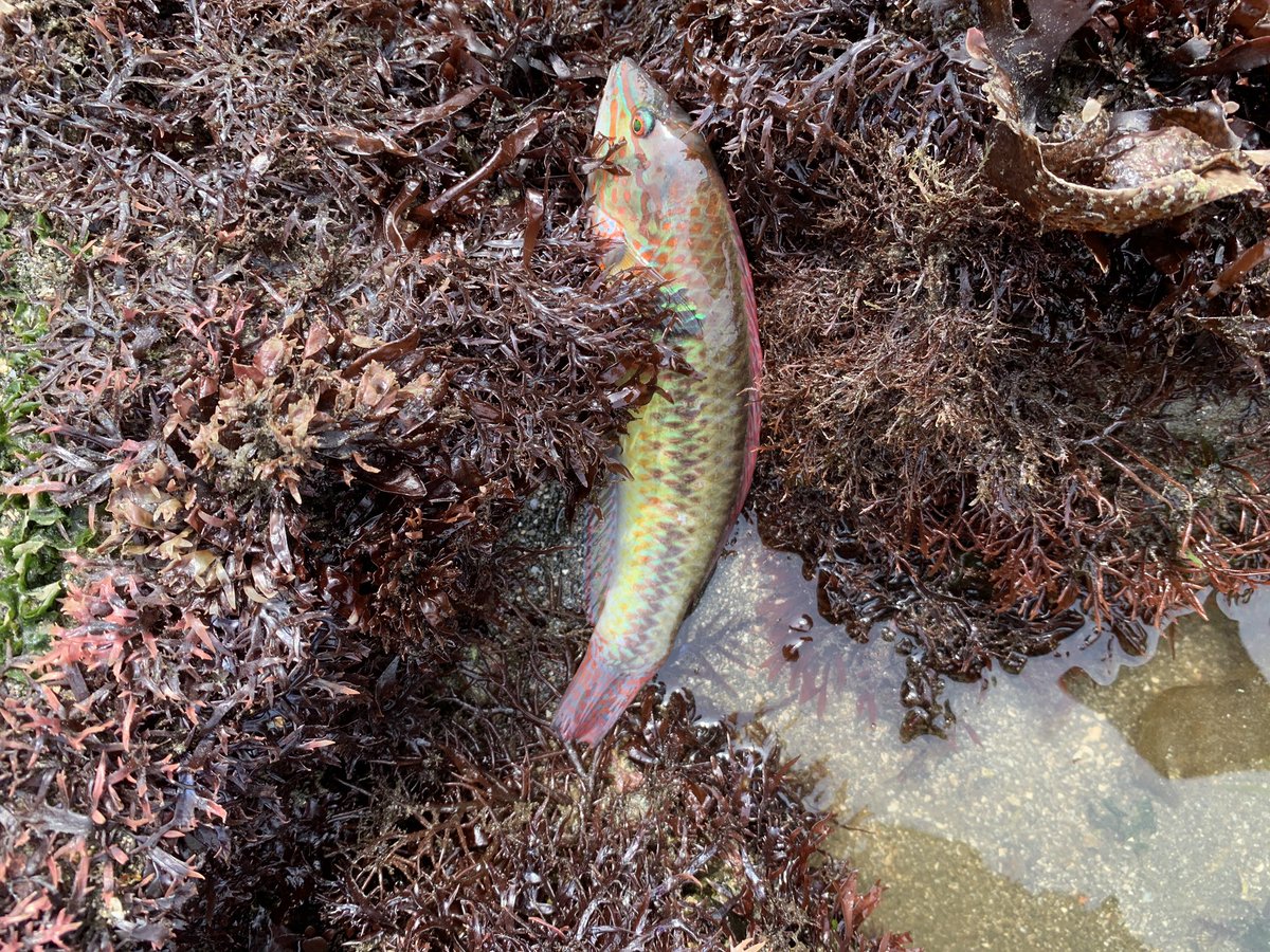 久々にフィールド

まだ寝ぼけてたのかキュウセンが岩に挟まってました