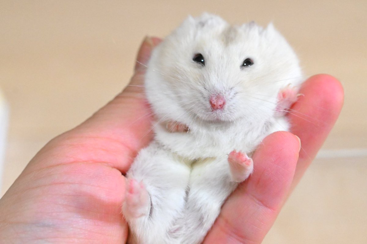 ジャンガリーズハムスター tweet media