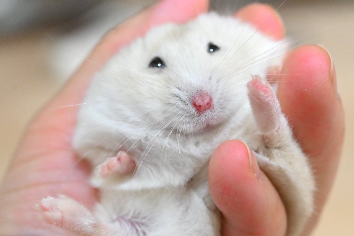 ジャンガリーズハムスター tweet media