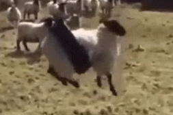 𝗣𝗿𝗼𝗯𝗹𝗲𝗺 𝗟𝗮𝗺𝗯 𝗕𝗿𝘅𝘁! 🩶🐑 tweet media