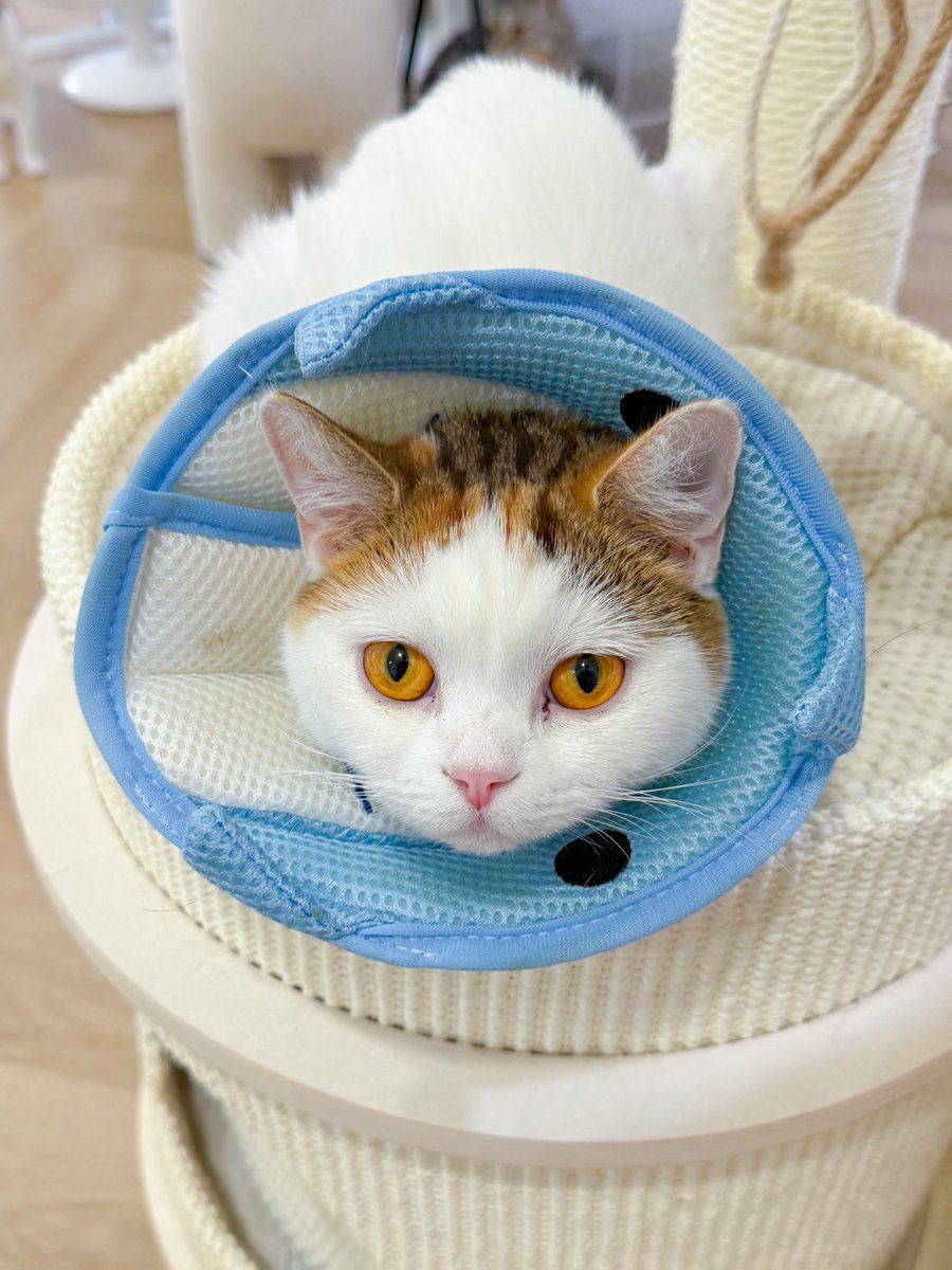 พา3เด็กไปทำหมันมา คนอื่นจ๋อง ยัยลิงเผือกวีนนน