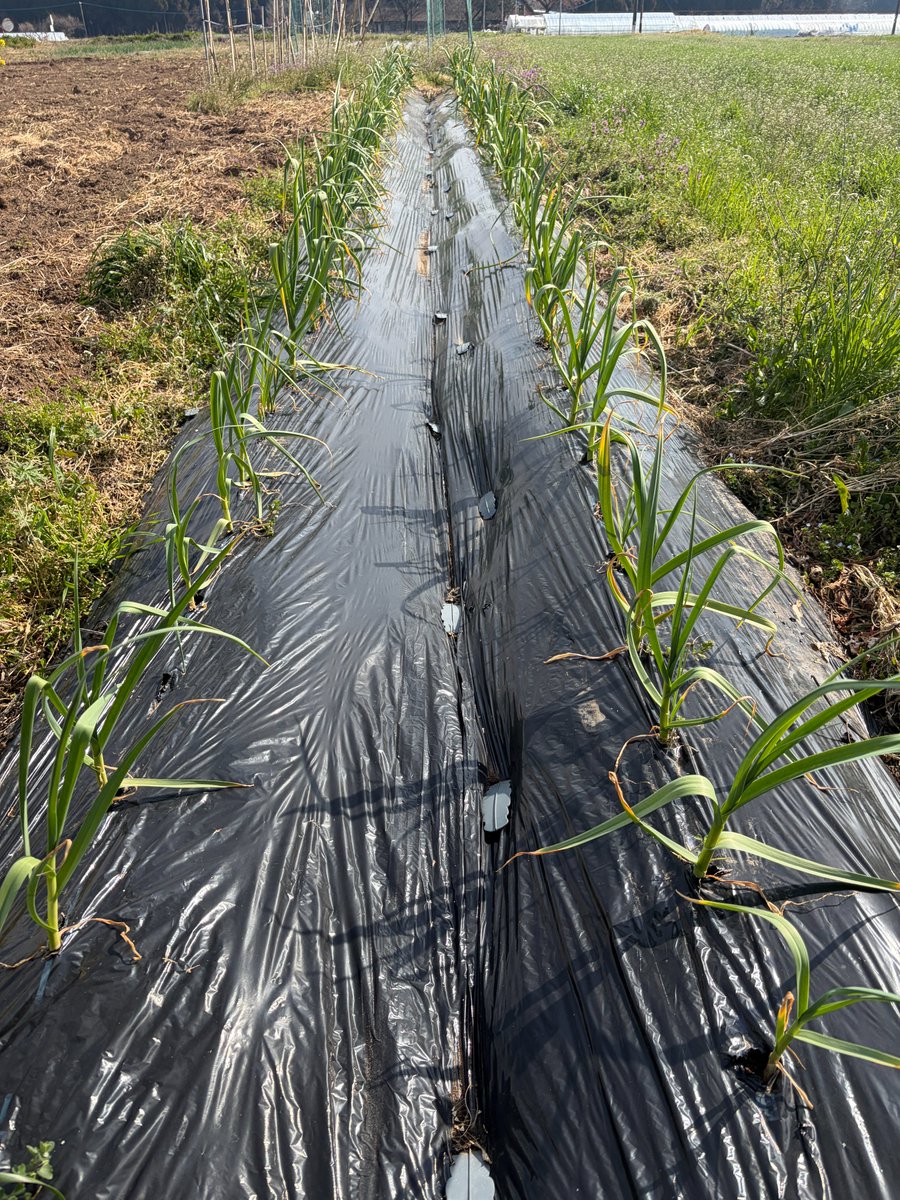 氣付きのカケラ tweet media