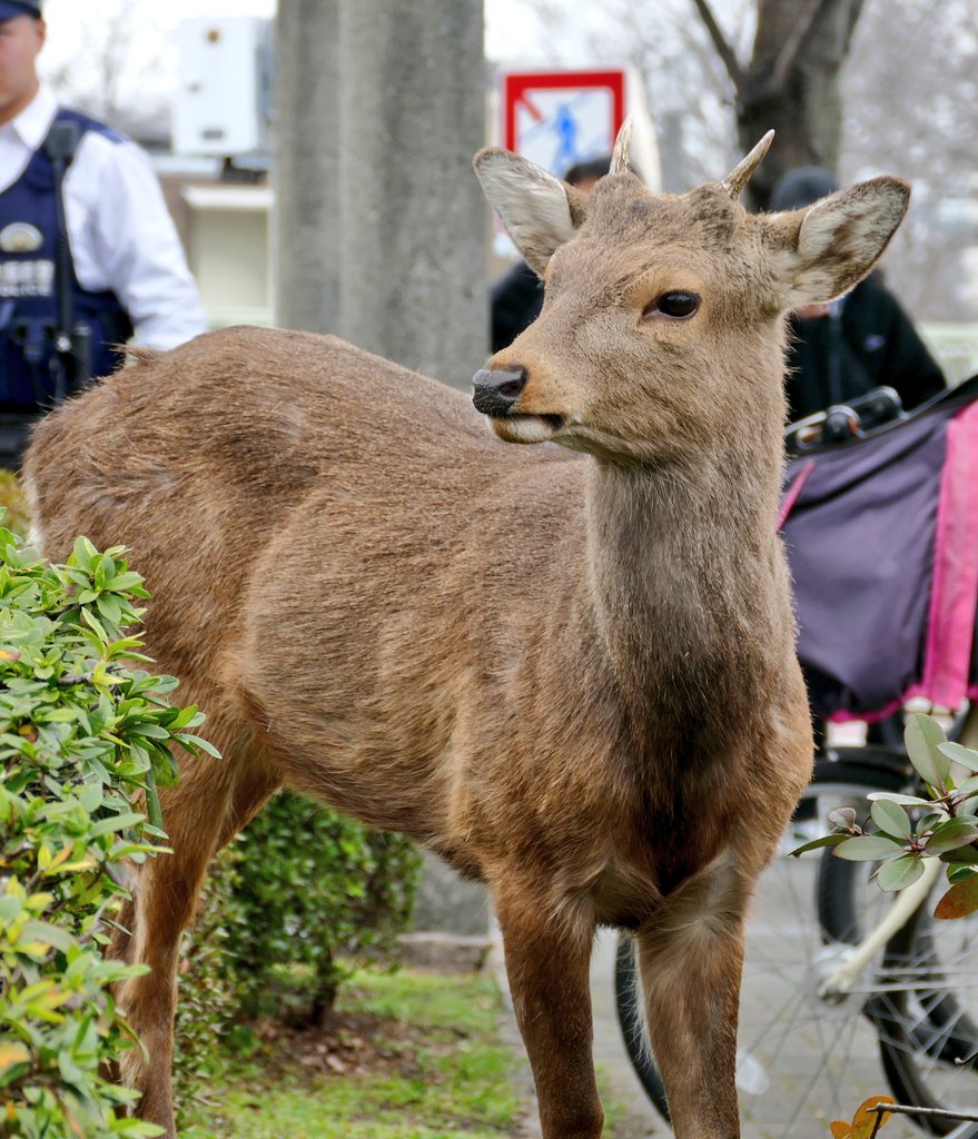 山本 夏子 tweet media